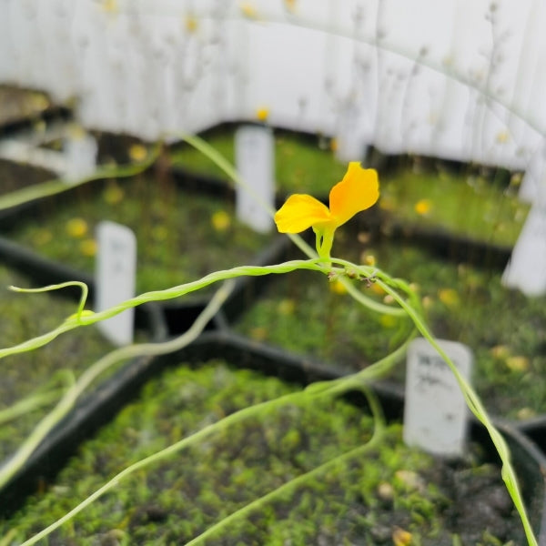 Utricularia involvens
