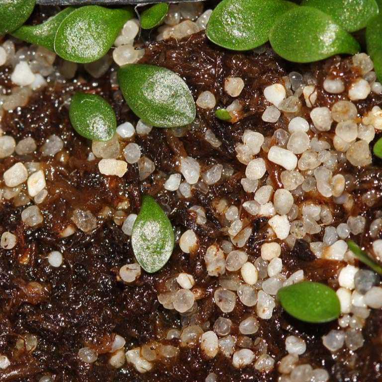 Utricularia monanthos