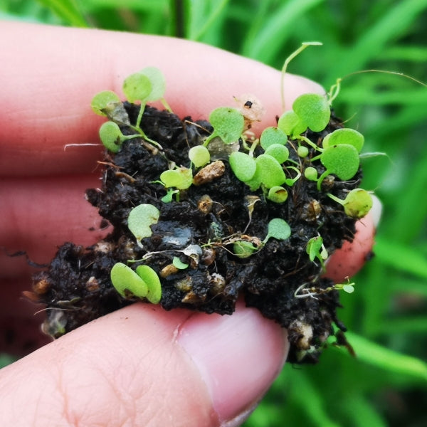Utricularia Nephrophylla