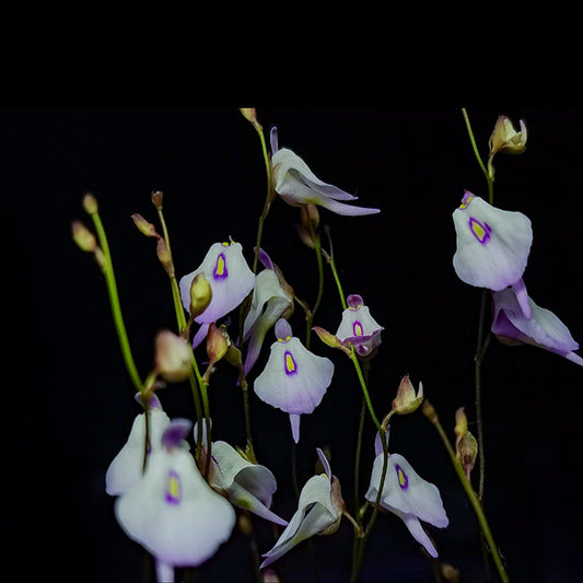 Utricularia Pubescens