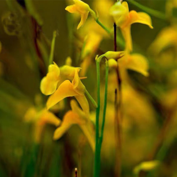 Utricularia Scandens subsp. Firmula