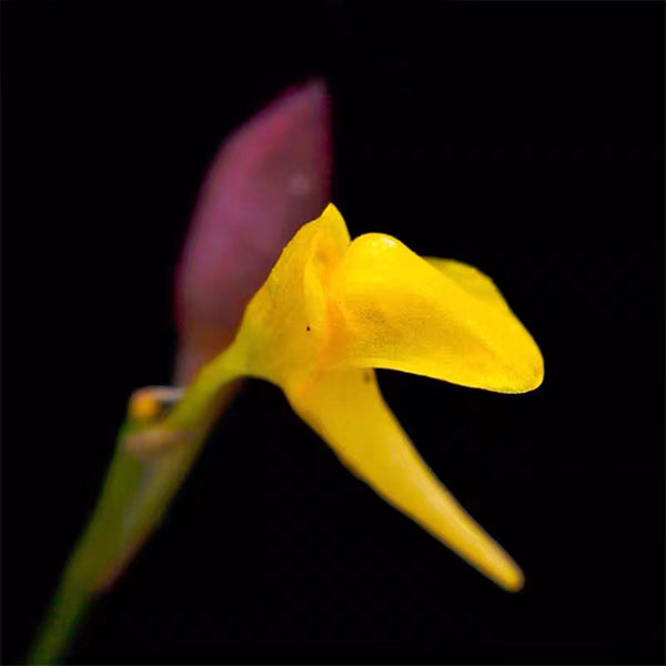 Utricularia Scandens subsp. Firmula