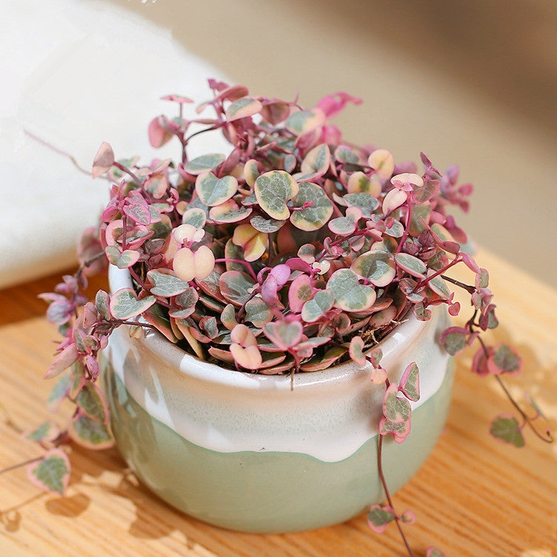 variegated string of hearts succulent String of Hearts (Ceropegia woodii varieg)