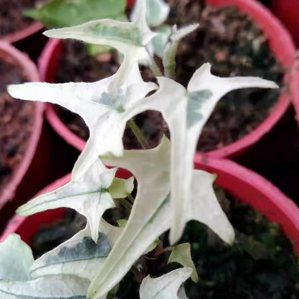 Variegated needlepoint Ivy ( Hedera helix )