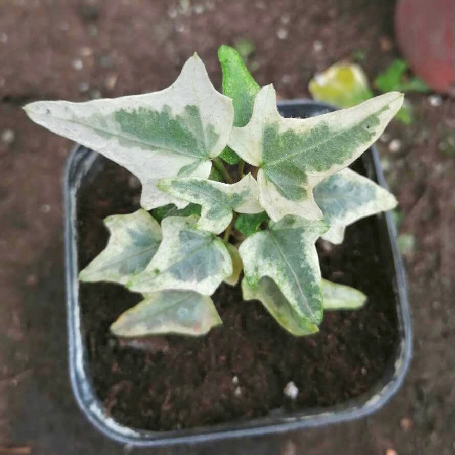 Variegated needlepoint Ivy ( Hedera helix )
