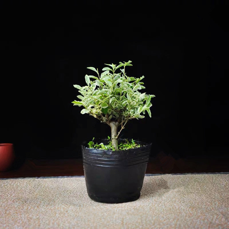 ligustrum bonsai tree privet Variegated Privet Bonsai (Ligustrum sinense 'Variegata')