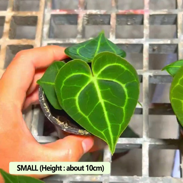 Velvet Cardboard Anthurium ( Anthurium clarinervium )