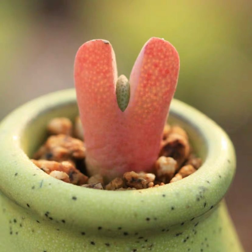 Victory Plant (Cheiridopsis vanzylii)