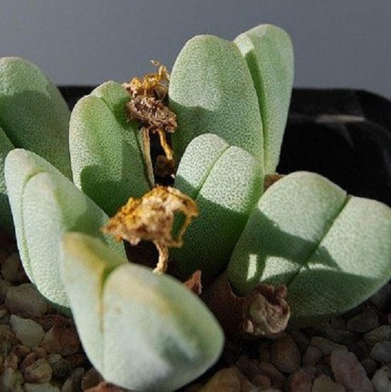 Victory Plant (Cheiridopsis vanzylii)