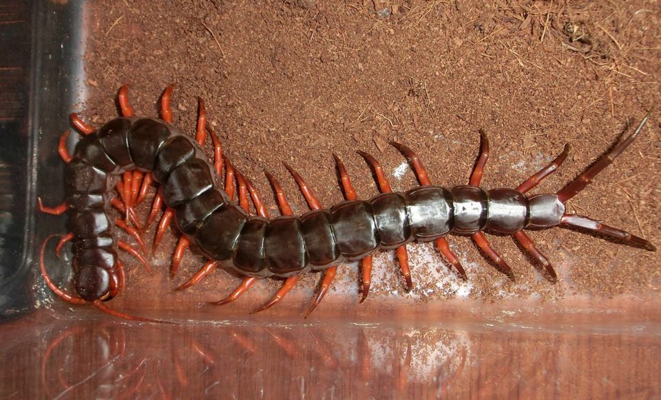 Vietnam Giant Red Legs Centipede (Scolopendra dehaani)