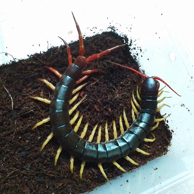 Vietnam Giant Yellow Legs Centipede (Scolopendra dehaani)