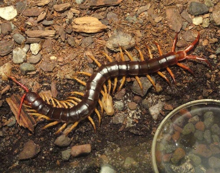 Vietnam Giant Yellow Legs Centipede (Scolopendra dehaani)