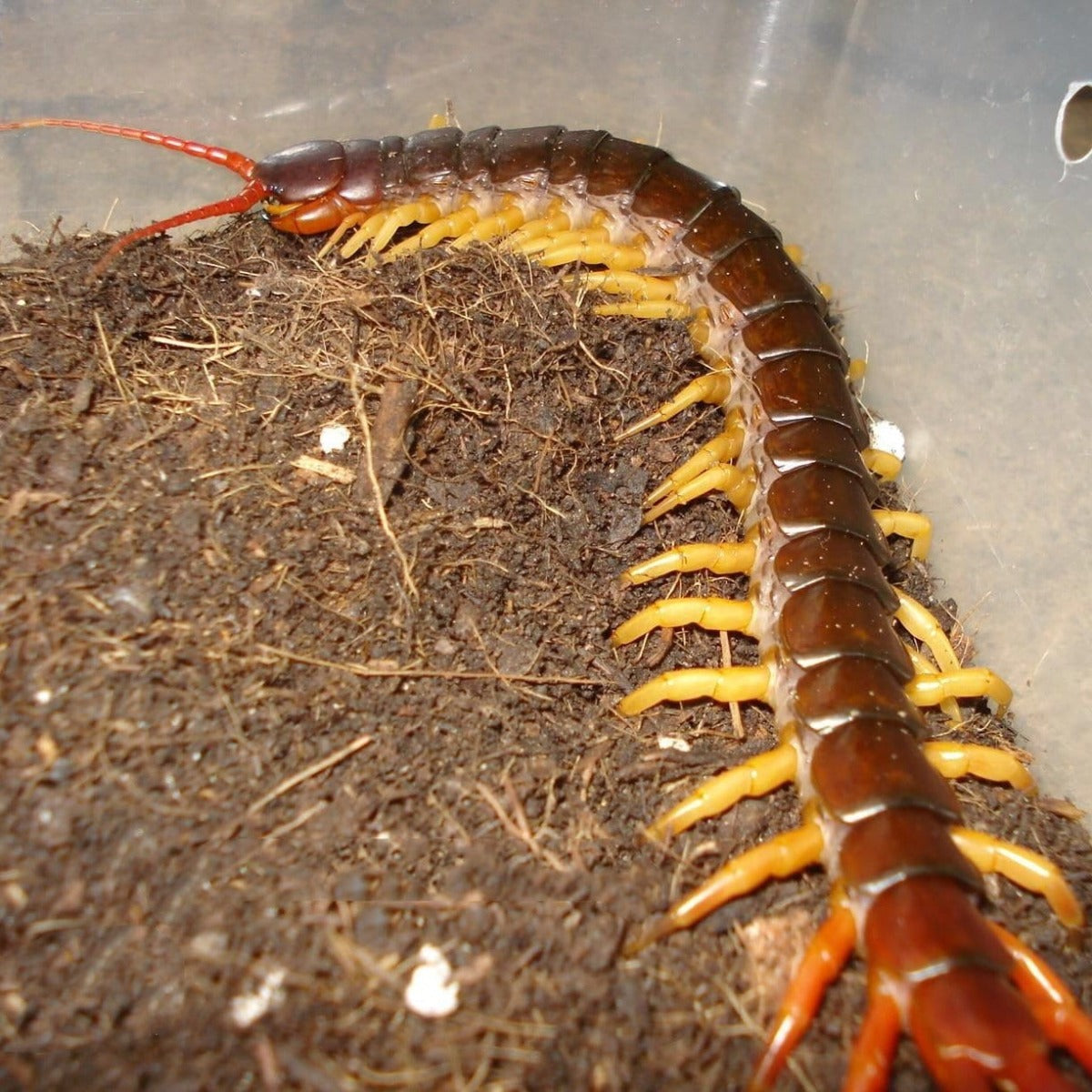 Vietnam Giant Yellow Legs Centipede (Scolopendra dehaani)