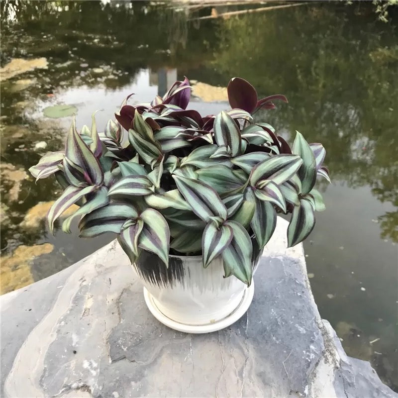 Wandering Jew ( Tradescantia zebrina ' Purple Tinge ' )
