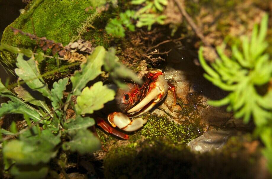 Warrior Crab Guangzhou (Nanhaipotamon guangdongens)