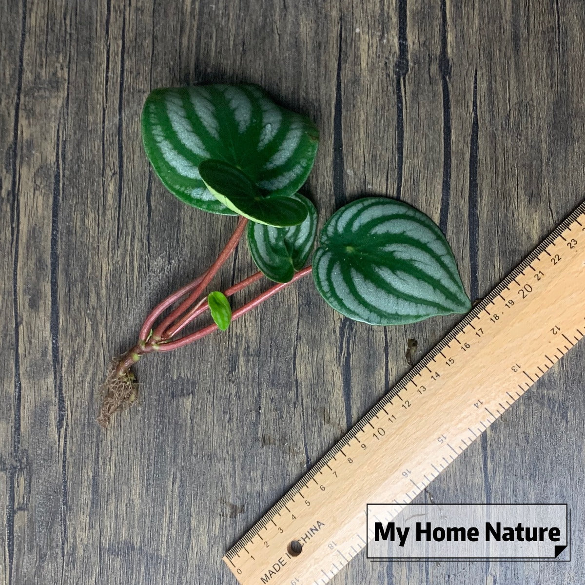 Watermelon Peperomia ( Peperomia argyreia )