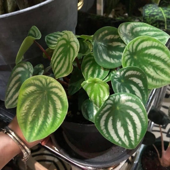 Watermelon Peperomia ( Peperomia argyreia )