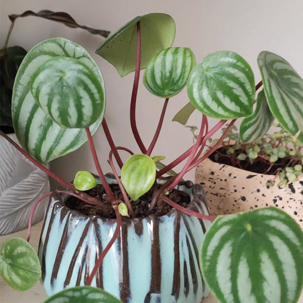 Watermelon Peperomia ( Peperomia argyreia )