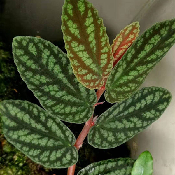 Watermelon Vine (Pellionia repens)