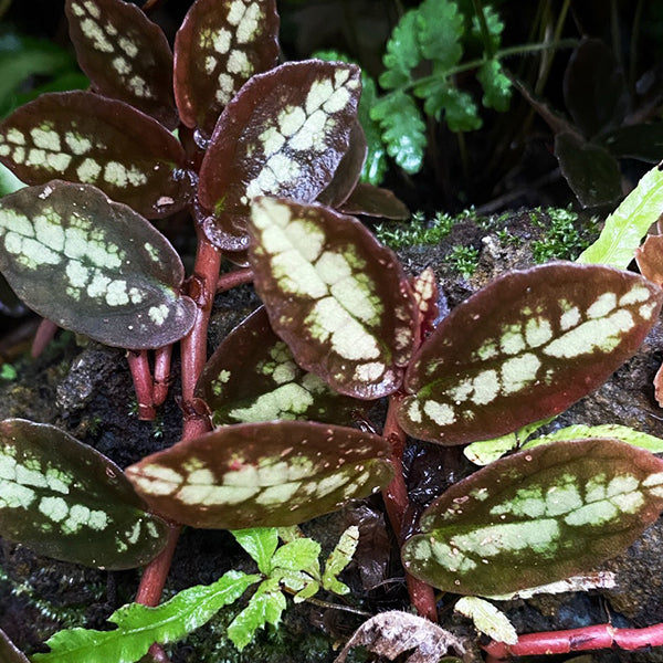 Watermelon Vine (Pellionia repens)