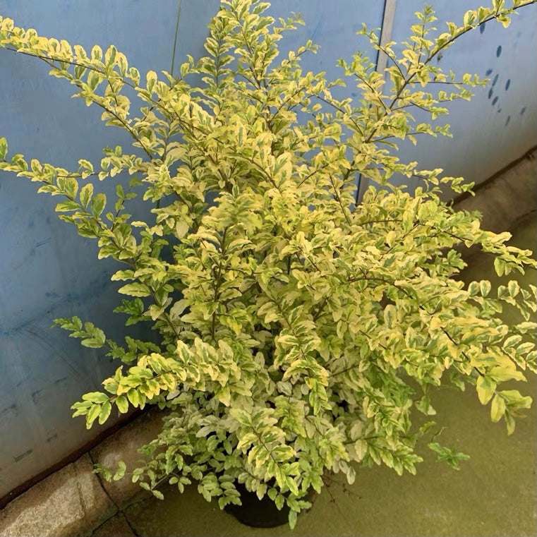 Wax-leaf privet (Ligustrum japonicum 'Howardii')