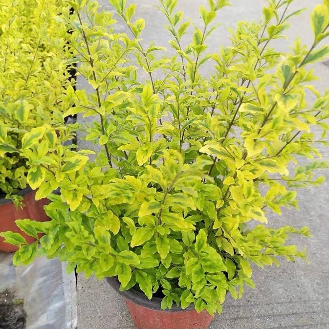 Wax-leaf privet (Ligustrum japonicum 'Howardii')