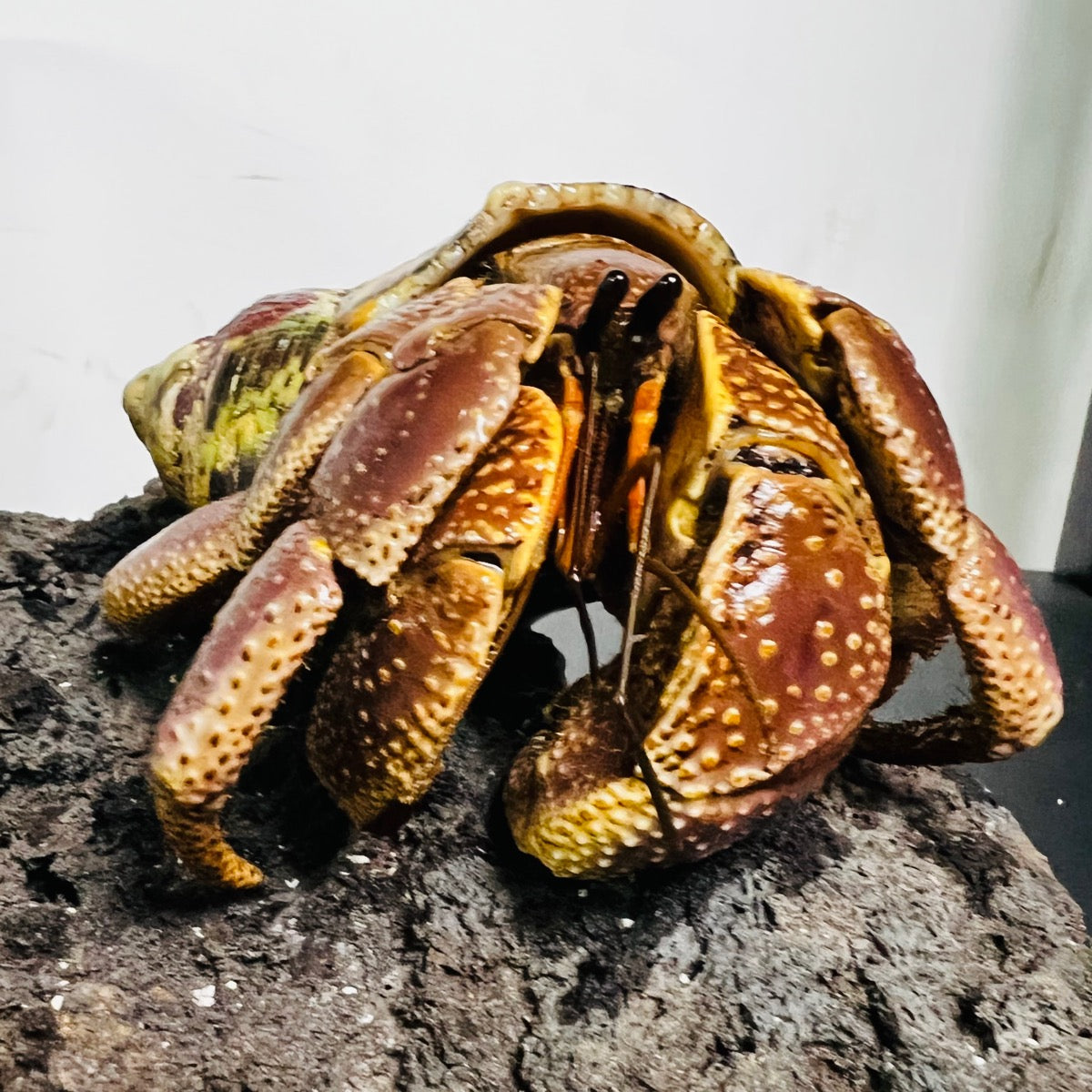 Giant Short-Sheared Land Hermit Crab （Coenobita brevimanus var. Agrressive Hybrid）