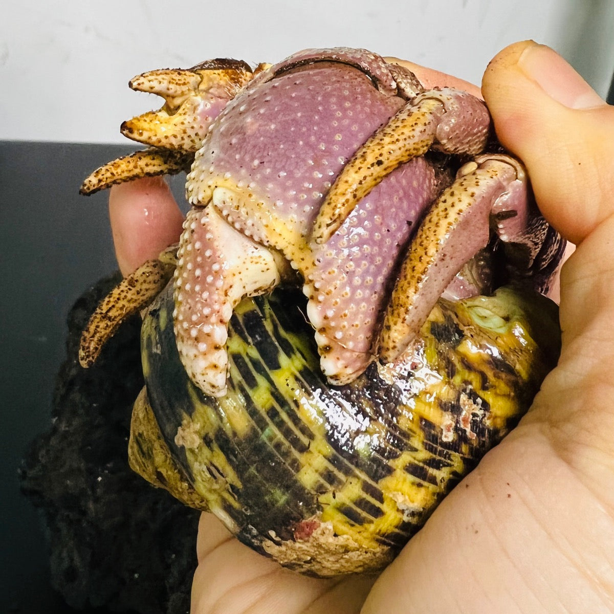 Giant Short-Sheared Land Hermit Crab (Coenobita brevimanus var