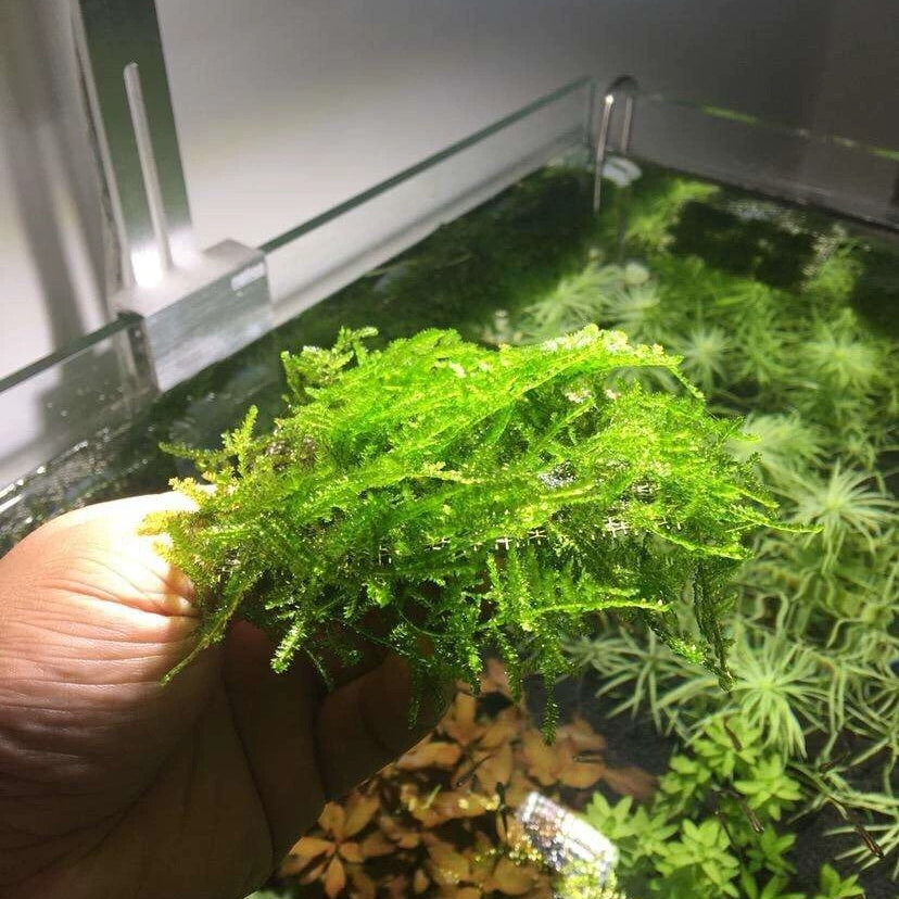 Weeping Moss (Vesicularia ferriei)