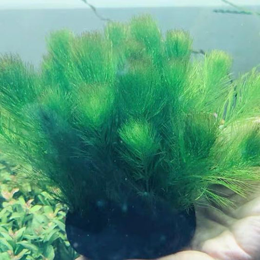 Myriophyllum hippuroides