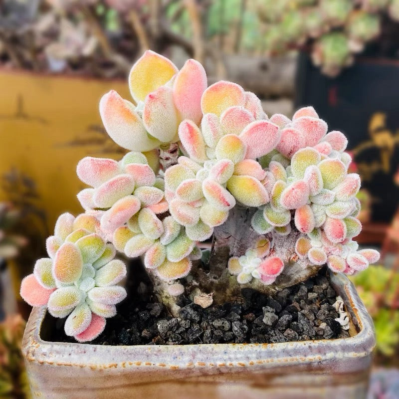 frosted claw succulent Crested Firecracker Plant (Echeveria pulvinata 'Frosty crested')