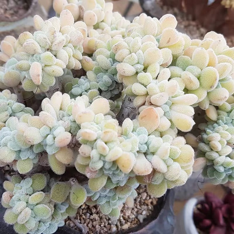 Crested Firecracker Plant (Echeveria pulvinata 'Frosty crested')