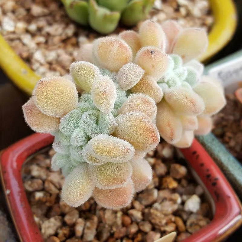 Crested Firecracker Plant (Echeveria pulvinata 'Frosty crested')