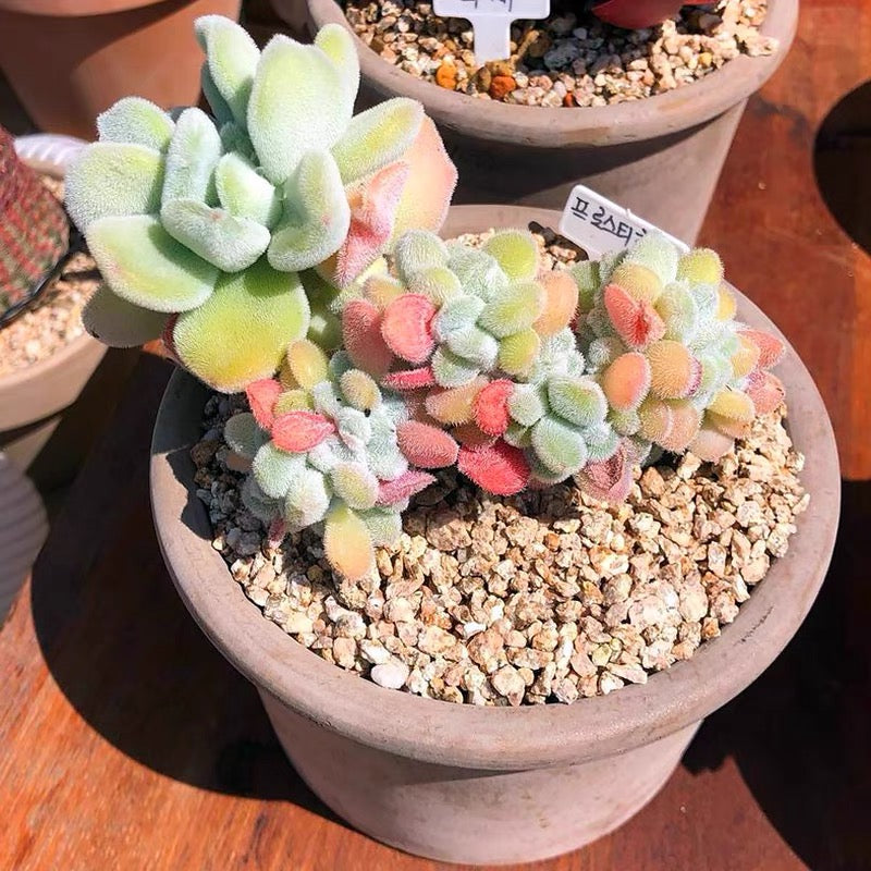 Crested Firecracker Plant (Echeveria pulvinata 'Frosty crested')