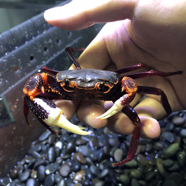 White Claws Lightning Crab (Neotiwaripotamon whiteheadi)