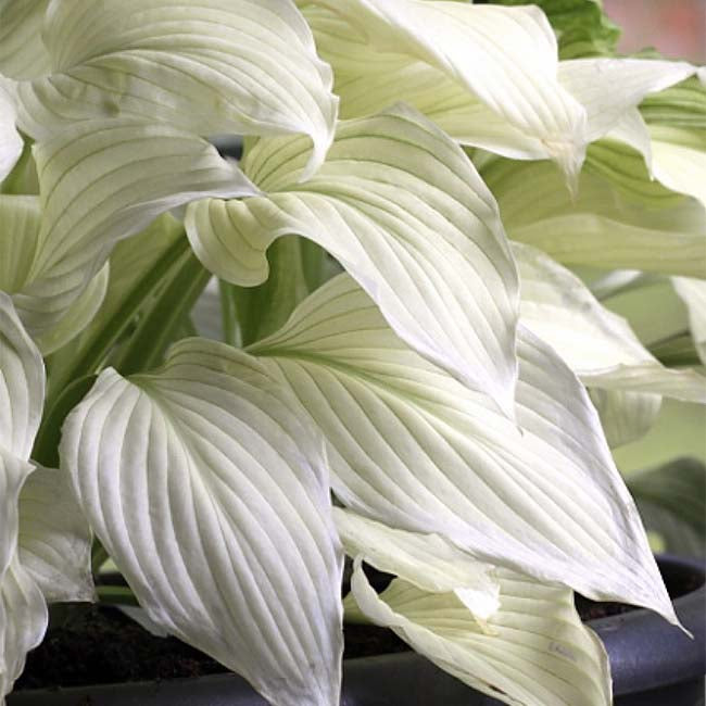 White Feather Hosta