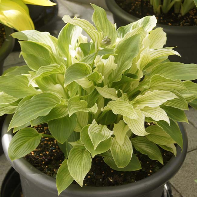 White Feather Hosta