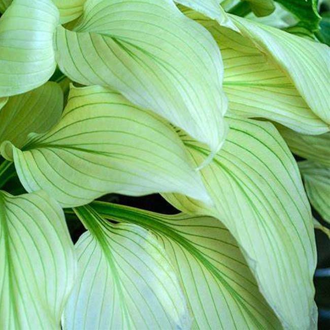 White Feather Hosta