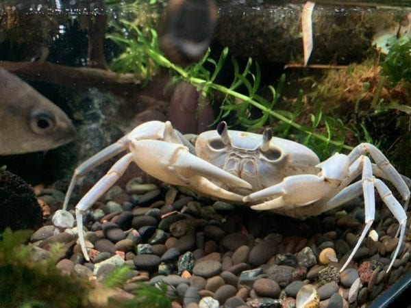 White Lightning Crab (Tiwaripotamon vietnamicum)