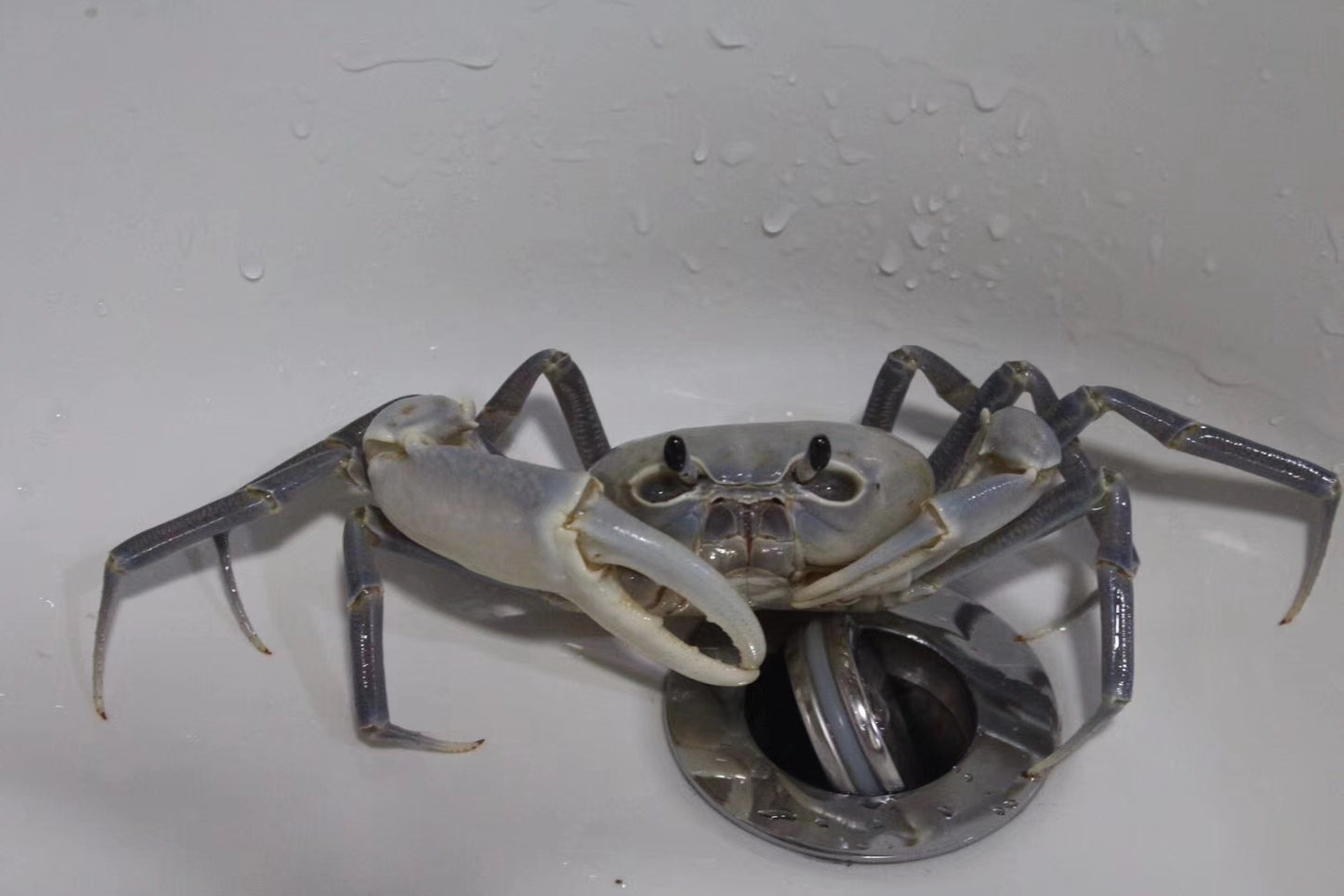 White Lightning Crab (Tiwaripotamon vietnamicum)