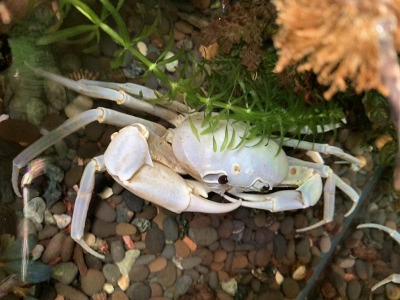 White Lightning Crab (Tiwaripotamon vietnamicum)