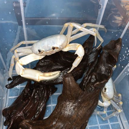 White Lightning Crab (Tiwaripotamon vietnamicum)