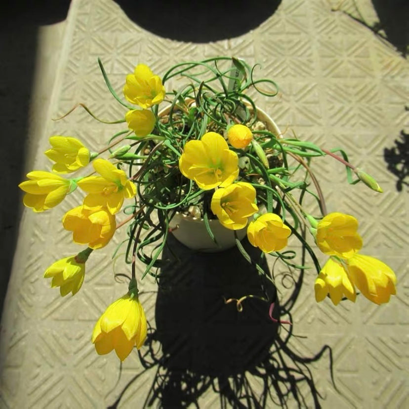 Tuber Wine cup ( Geissorhiza corrugata )