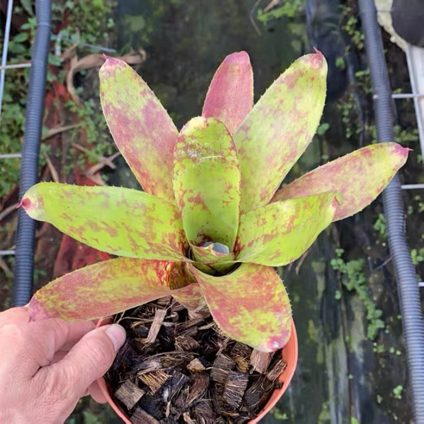 Winnie the pooh (Bromeliad Neoregelia)