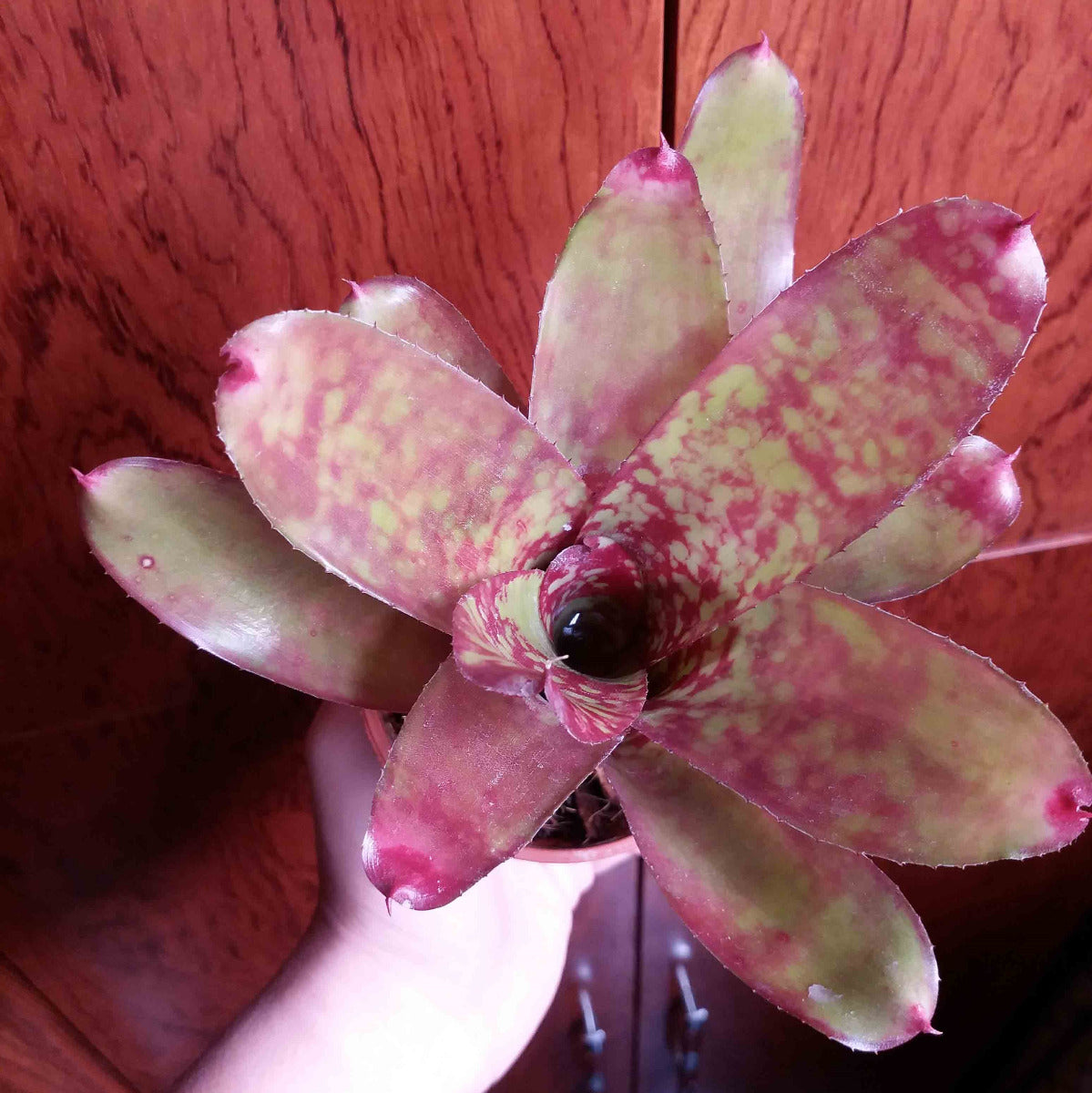 Winnie the pooh (Bromeliad Neoregelia)