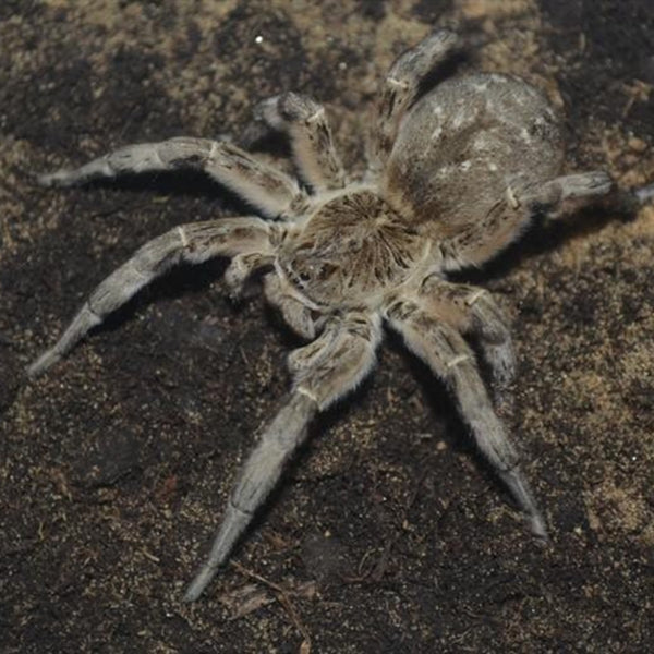 Wolf Spider (Lycosa singoriensis)