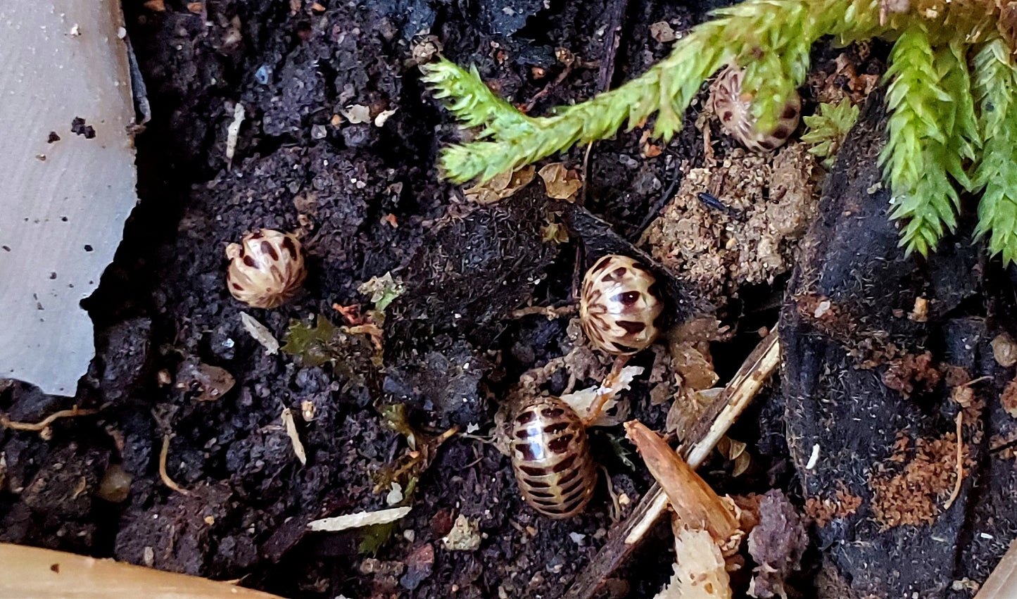 Wood Grain (Rhopalomeris sp.)