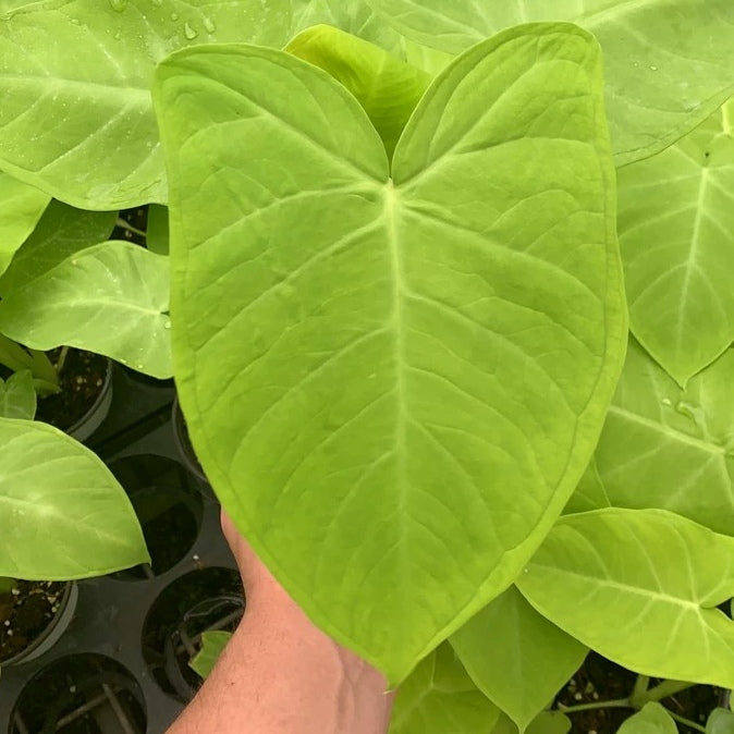 lime zinger elephant ear plant Xanthosoma Lime Zinger