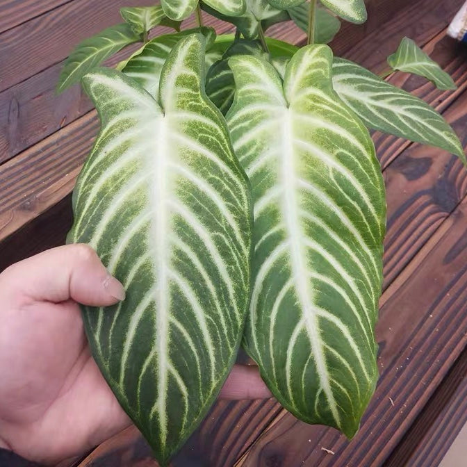 Caladium Lindenii Magnificum ( Xanthosoma lindenii )