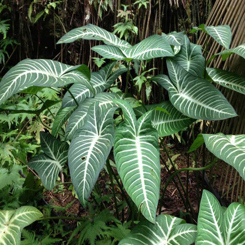 Caladium Lindenii Magnificum ( Xanthosoma lindenii )
